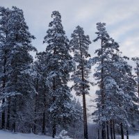 Обожаю снежные сосны :: Зинаида Каширина