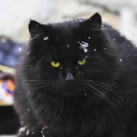 Кот в снежинках :: Ольга Винницкая (Olenka)