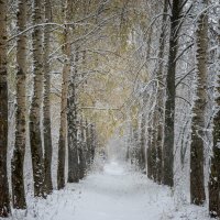 Первый снег :: Олег Сидорин