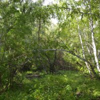 Берёзовая глухомань.Корнеевский лес. :: Андрей Хлопонин