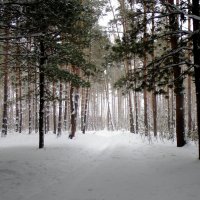 Январь в лесу. :: Мила Бовкун