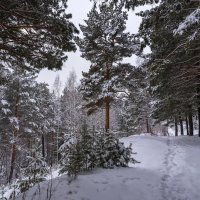 Просто зима :: Анатолий Володин