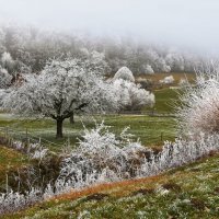 когда цветут сады... :: Elena Wymann