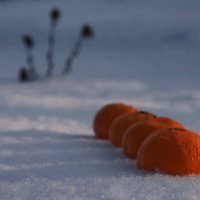 Не яблоки, но на снегу... :: Александр Резуненко