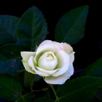Белая роза :: Евгений 