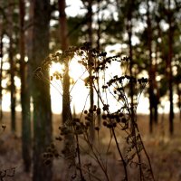 Декабрьский закат :: Sohin Photohobby