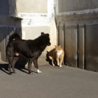 А собаке враг совсем не нужен... Просто не с кем ей поговорить... :: Татьяна Смоляниченко