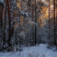 Поверил лес в случайный снегопад... :: Лесо-Вед (Баранов)