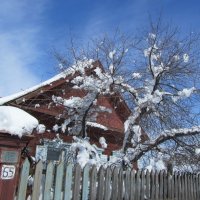 майский снег :: Елена Шаламова