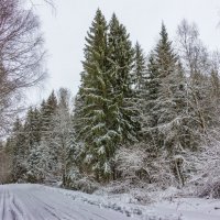 Зимняя дорога :: Нина Кутина