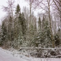 Снег в начале года :: Нина Кутина