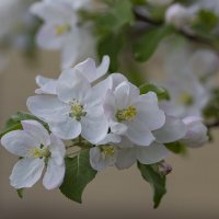 Скоро весна! :: Светлана Карнаух