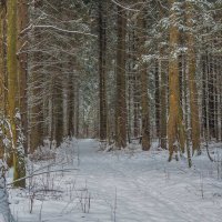 В Зимнем Лесу :: юрий поляков