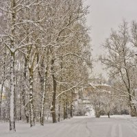 Снежно :: Ольга Винницкая (Olenka)