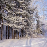 Соснячок :: Наталия Григорьева