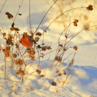 На солнышке - снежноягодник, снег, снегирь :: Татьяна Лютаева