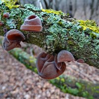 *****Аурикулярия уховидная (Auricularia auricula-judae) :: vodonos241 