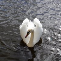А  белый  лебедь  на  пруду ... :: Нэлли Обертынская