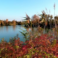 Раплескал октябрь краски вдоль реки... :: Лидия Бараблина