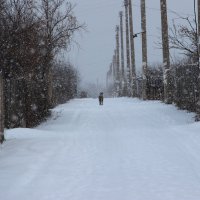 Снежный день за городом. :: Венера Чуйкова