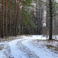 Январский лес без снега :: Милешкин Владимир Алексеевич 