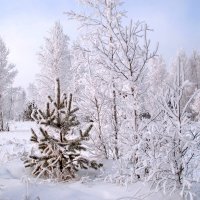 Зимняя сказка :: lyudmila Курлова