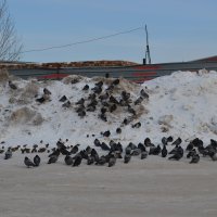 Голуби дикари и воробьи...Горожане...Испокон голуби ,считаются символом любви,мира и верности. :: Георгиевич 