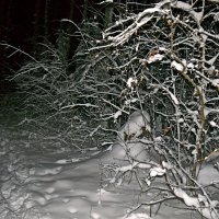 Ночной лес. :: ВикТор Быстров