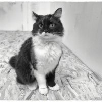 Черно-белый фото кот... :: марк 