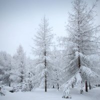 И вот она- красавица зима :: Наталья Лакомова