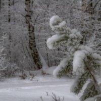 Нахлобучив шапку набекрень, сосна стоит в снегу, как в в белой вате... :: Наталья Димова