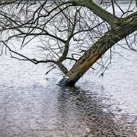 Дерево :: Александр 