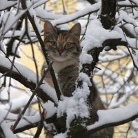 И кошка рада снегу! :: ZNatasha -