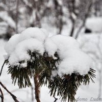 В зимнем лесу :: Людмила Ковалева
