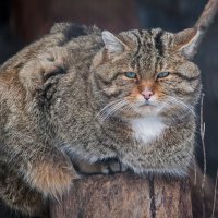 Лесной кот :: Владимир Габов