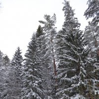 Зимний лес :: Владимир Перваков