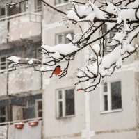 Снегирь.. :: Зинаида Манушкина