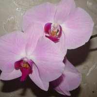 Орхидея :: марина ковшова 