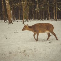 Самка оленя. :: Андрей 