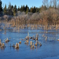 В солнечный день на речке :: Елена Смирнова