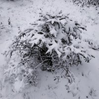 Радуюсь снегу, как ребенок :: Андрей Лукьянов