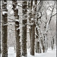 Липкий снег :: Александр Тарноградский