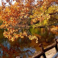 Осень над прудом... :: Лидия Бараблина