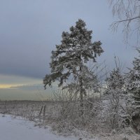 После снегопада :: Светлана 