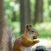 Белка-фотограф :: Юрий Корнеев