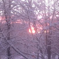 Снежное утро января :: Елена Семигина