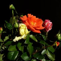 Октябрьский букет роз с дачи... :: Лидия Бараблина