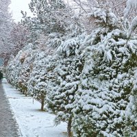 В Ташкент пришла зима! :: Светлана 
