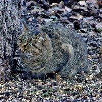 Мастер маскировки. :: Восковых Анна Васильевна 