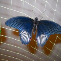 Тропическая бабочка :: Victoria 